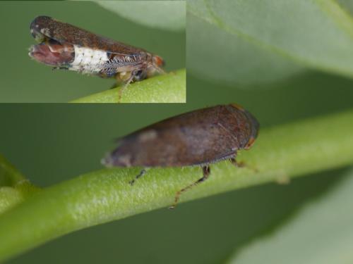 Fieberiella sp.